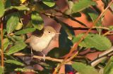 20211029_Oostelijke Vale Spotvogel_Nieuwvliet-Bad_01